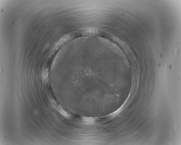 X0000087530144200705112041