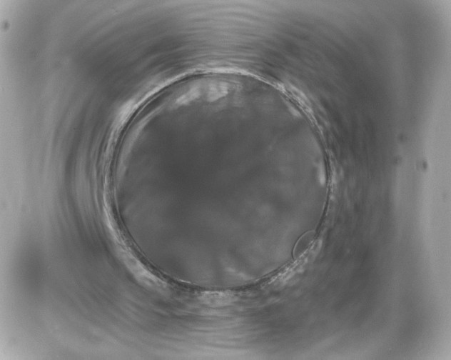 X0000087530145200705112040