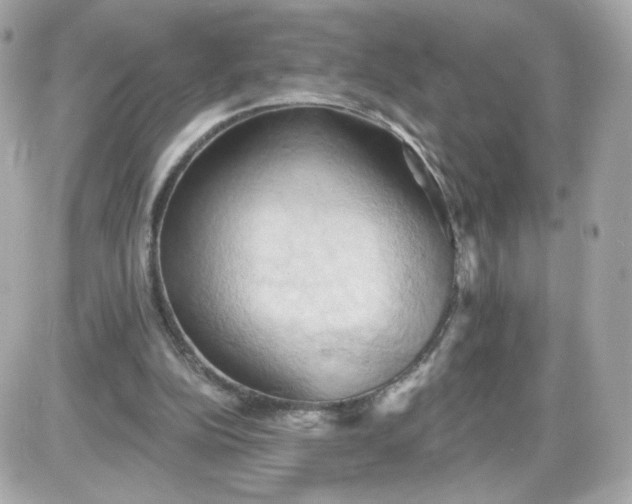 X0000087530152200705112040