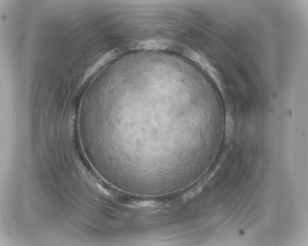 X0000087530153200705112040