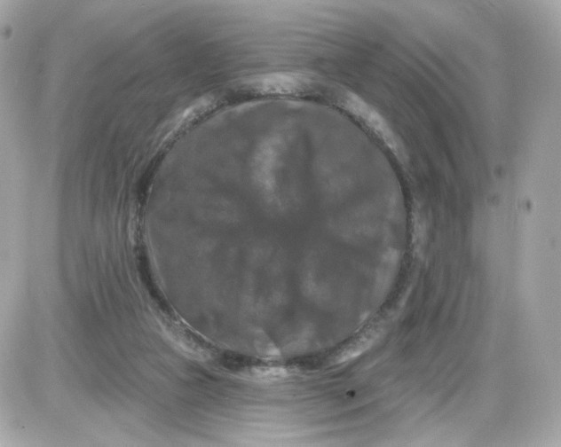 X0000087530161200705112040