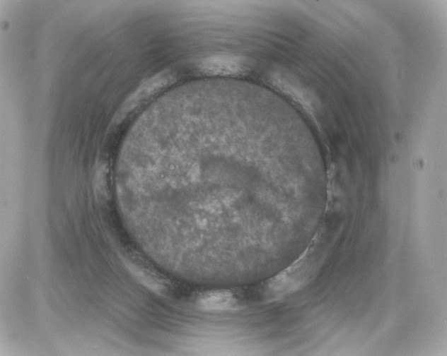 X0000087530162200705112040