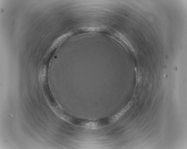 X0000087530163200705112040