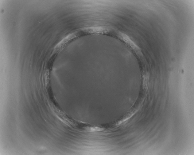 X0000087530165200705112040