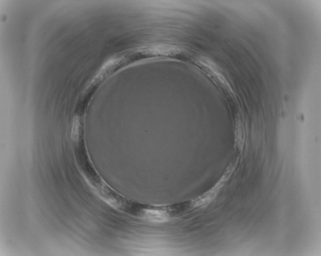 X0000087530167200705112040