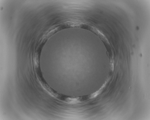 X0000087530170200705112040