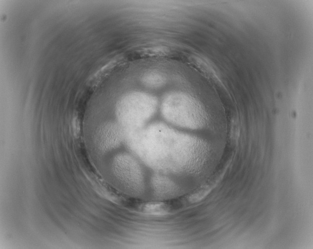 X0000087530173200705112040