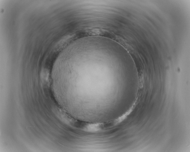 X0000087530178200705112040