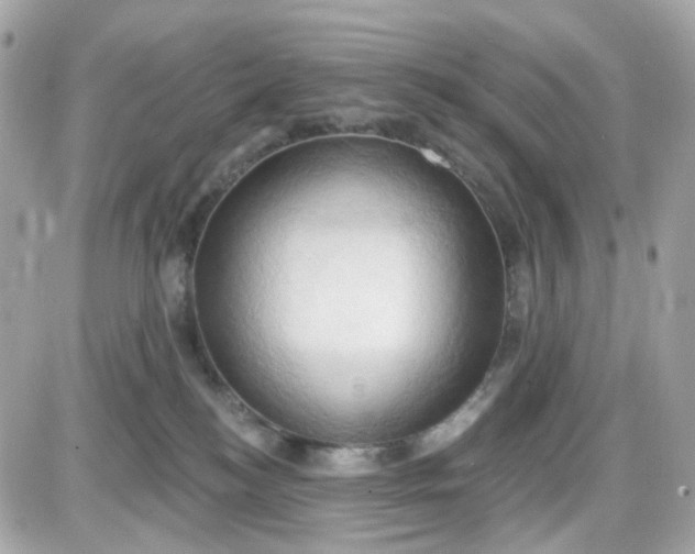 X0000087530184200705112040