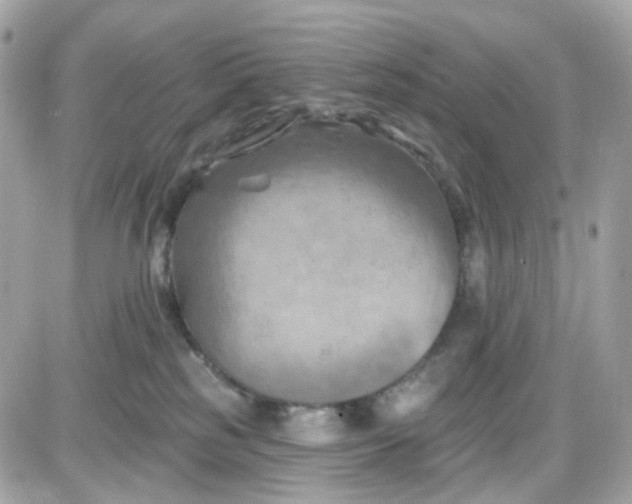 X0000087530185200705112040