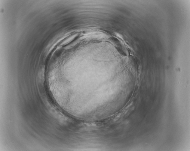 X0000087530194200705112040