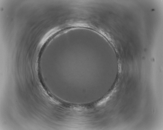 X0000087530199200705112040