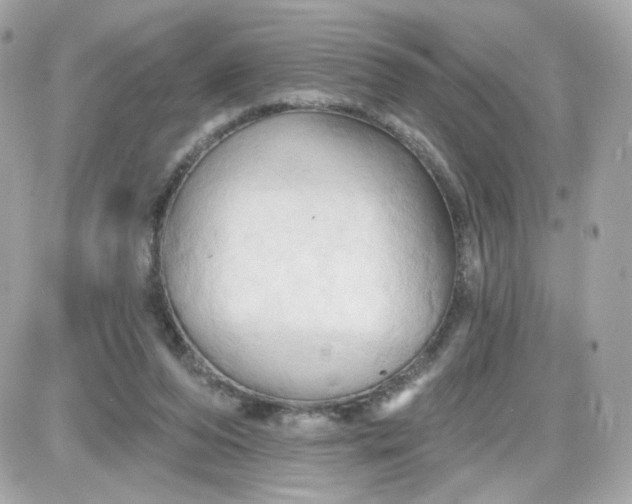 X0000087530208200705112039