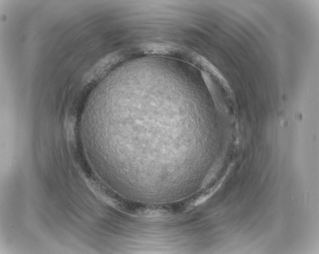 X0000087530209200705112039