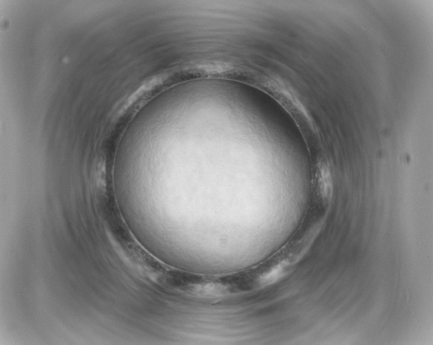 X0000087530212200705112039