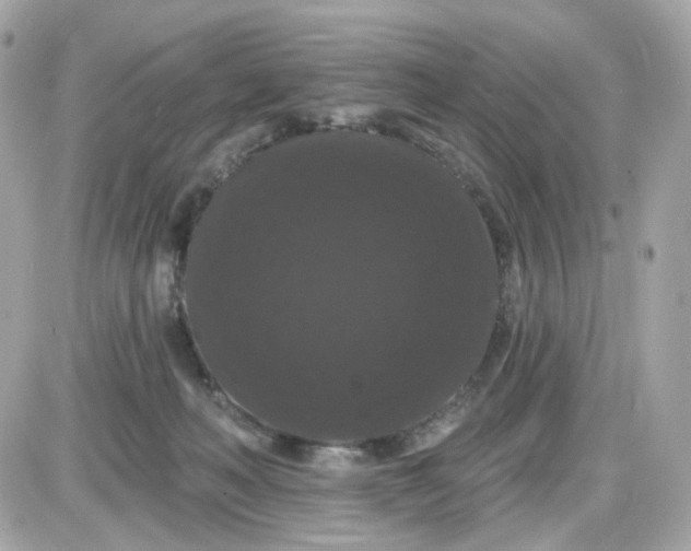 X0000087530222200705112039