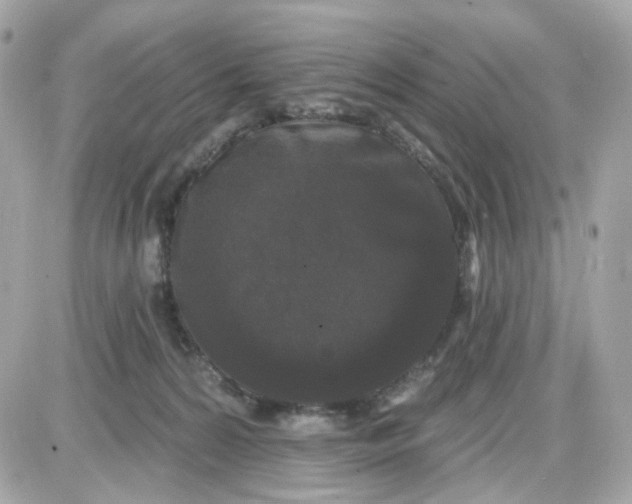 X0000087530224200705112039