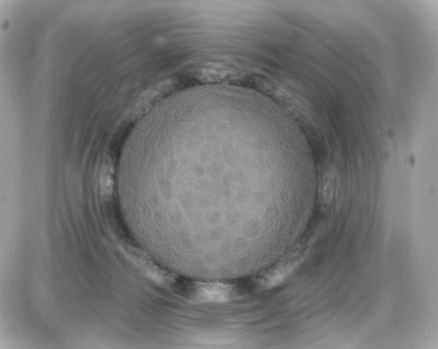 X0000087530226200705112039