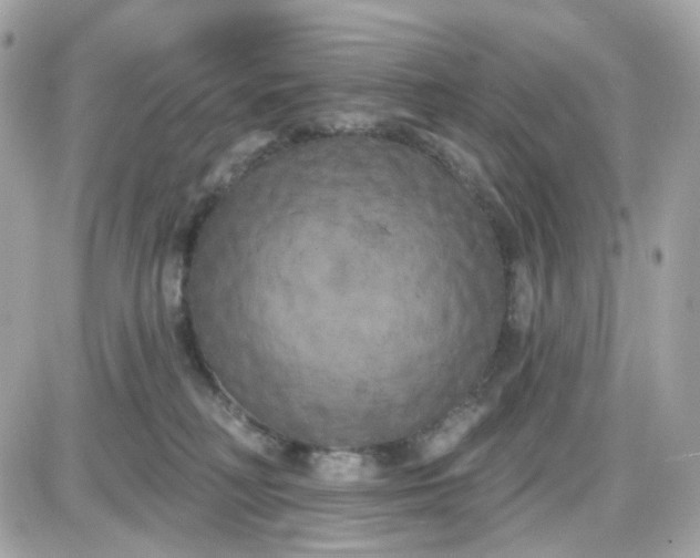 X0000087530230200705112039