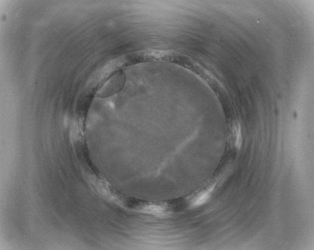 X0000087530236200705112039