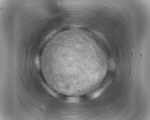 X0000087530238200705112039