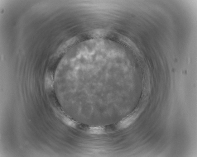 X0000087530240200705112039