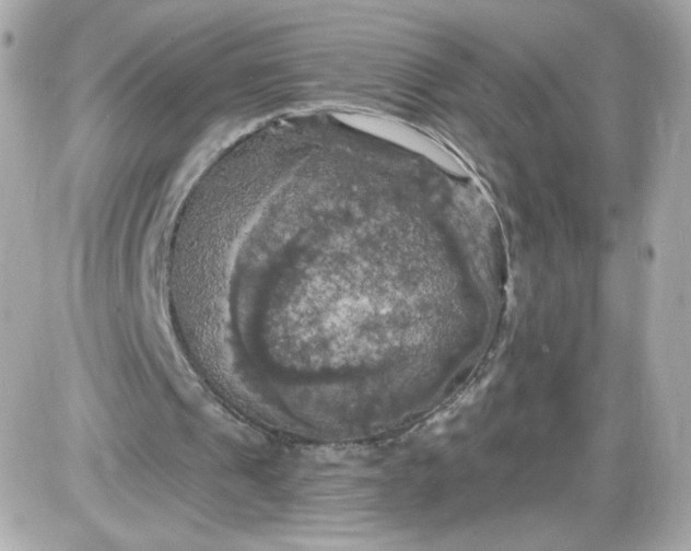 X0000087530241200705112038