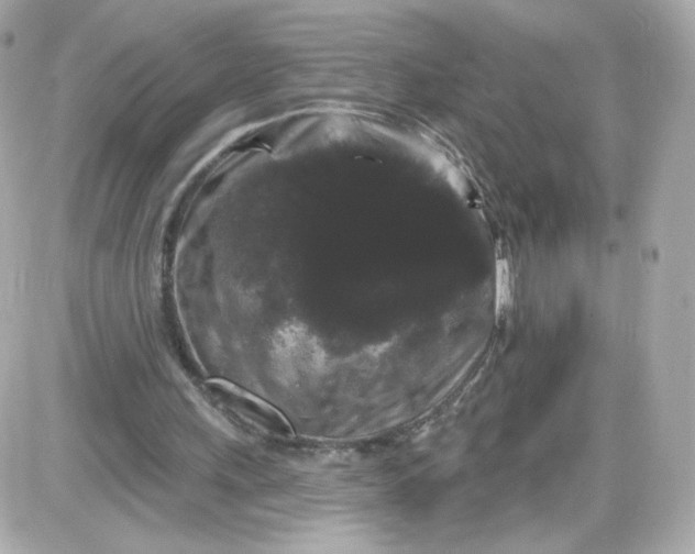 X0000087530243200705112038