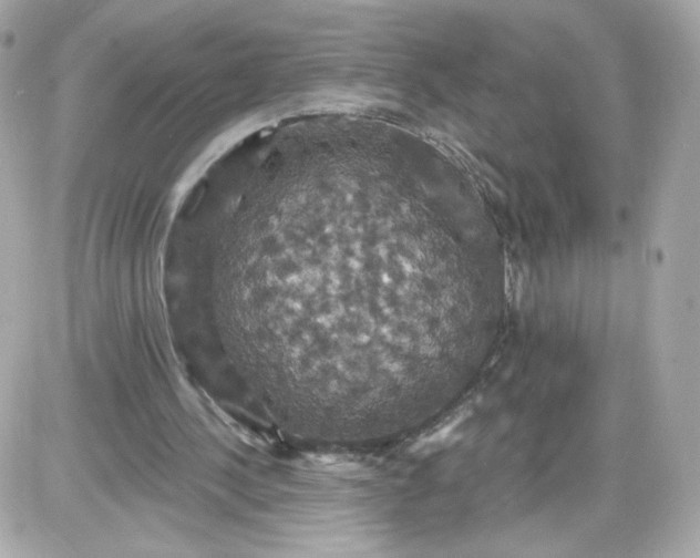 X0000087530244200705112038