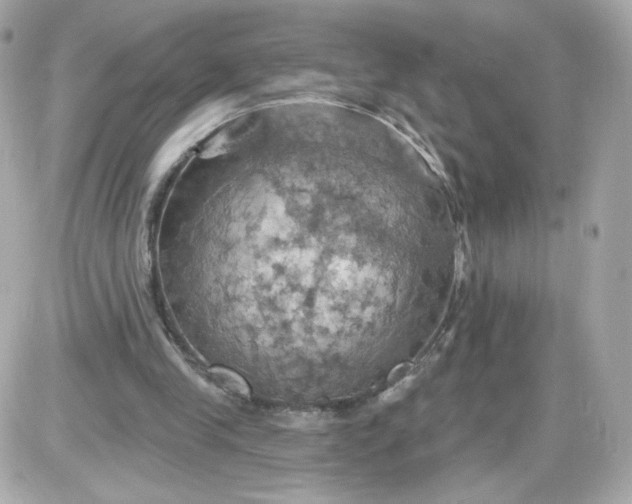 X0000087530245200705112038