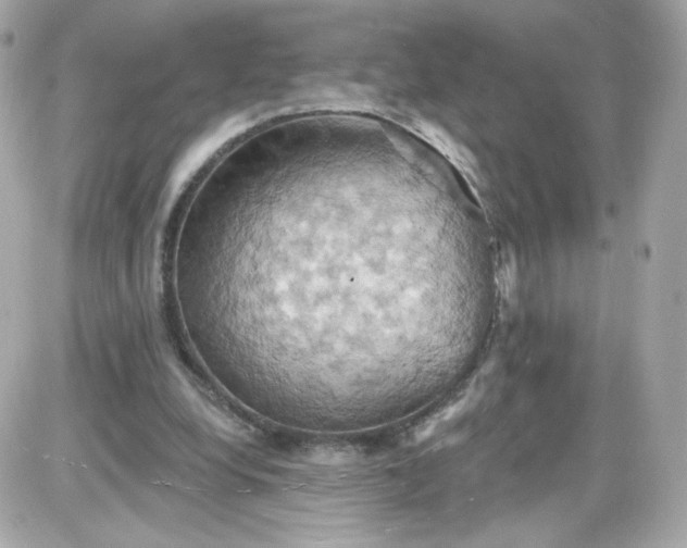 X0000087530248200705112038