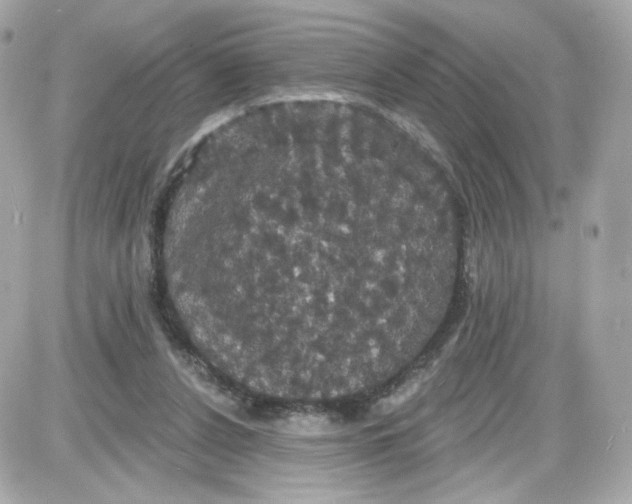 X0000087530256200705112038