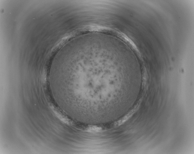 X0000087530257200705112038