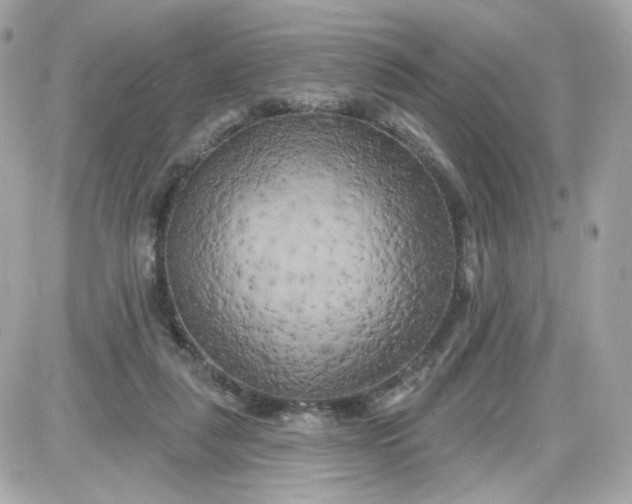 X0000087530259200705112038