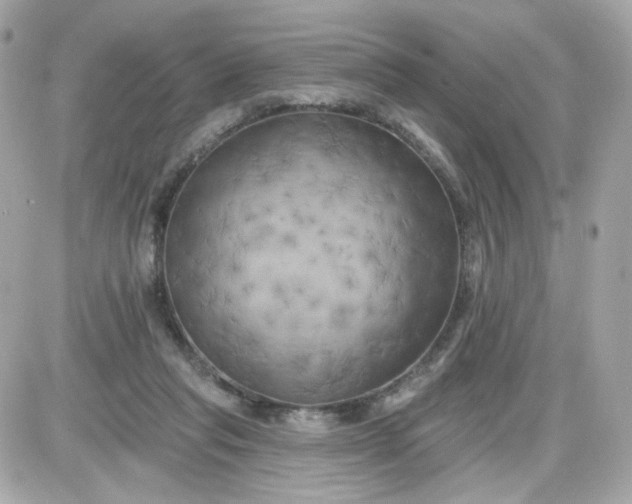 X0000087530261200705112039