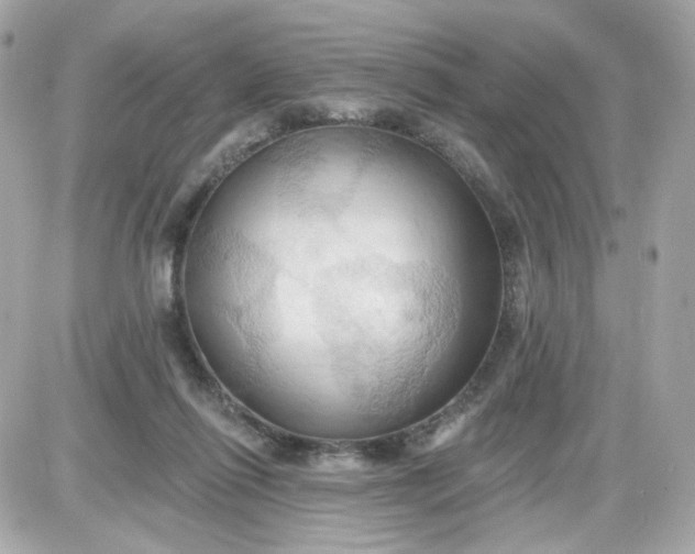 X0000087530262200705112039