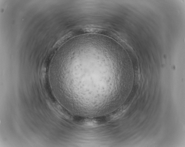 X0000087530263200705112039