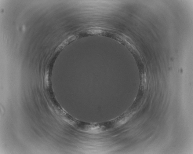 X0000087530267200705112039