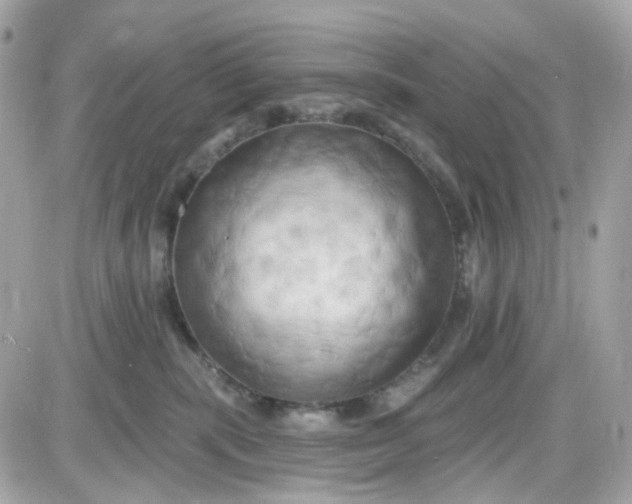 X0000087530283200705112039