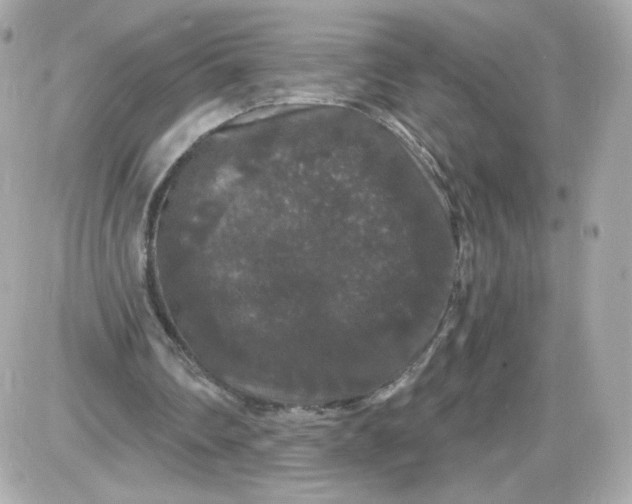 X0000087530290200705112038