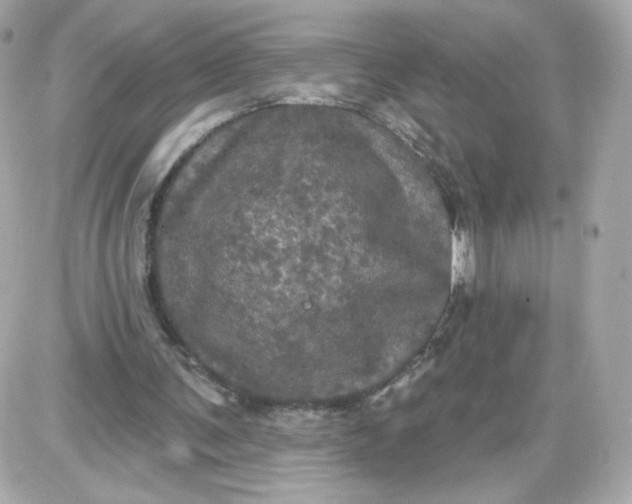 X0000087530291200705112038