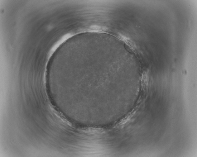 X0000087530292200705112038