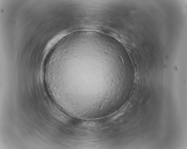 X0000087530294200705112038