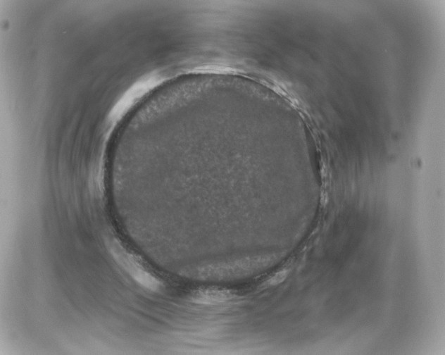 X0000087530296200705112038