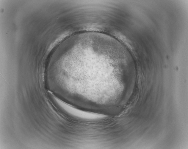 X0000087530299200705112038