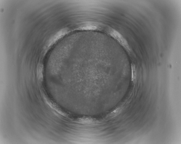 X0000087530300200705112038