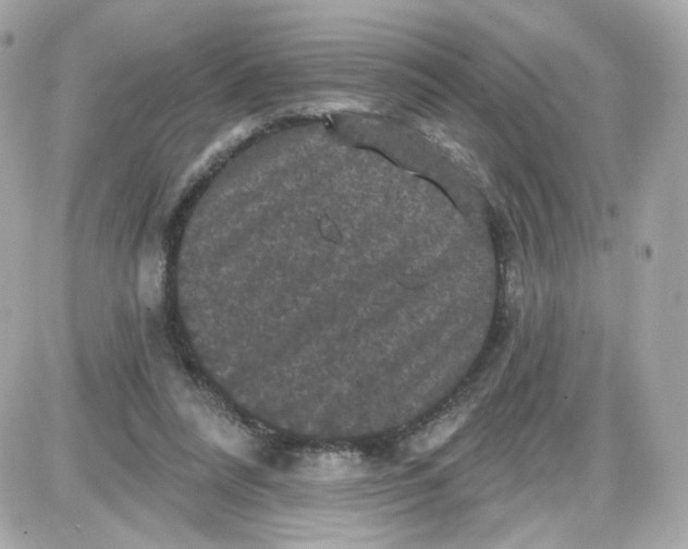 X0000087530304200705112038