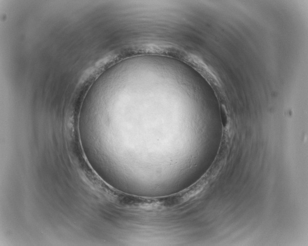 X0000087530306200705112038