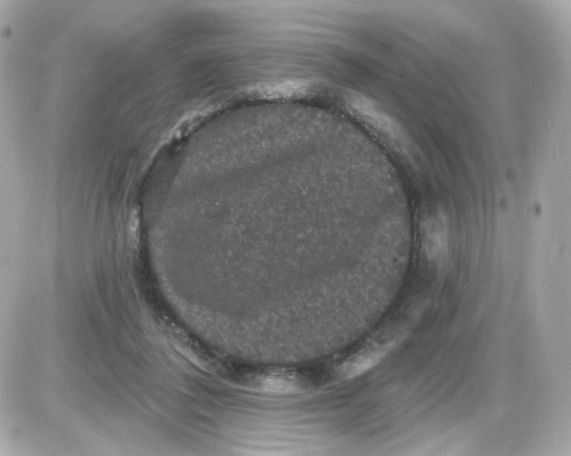 X0000087530308200705112038