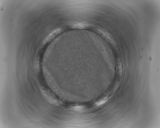 X0000087530312200705112038